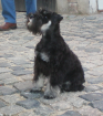 Zwergschnauzer Rüde