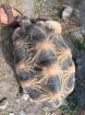 3. 5 Astrochelys radiata Zuchtgruppe