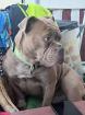 Old Englisch Bulldogge