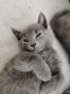 Russisch Blau Kitten sofort abgabebereit