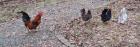 Chabo Hühner Hennen Hahn 1 3 Zuchtstamm Huhn Zwerghuhn