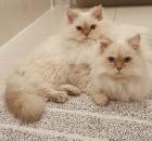 Wunderschönes Selkirk Rex Mädchen