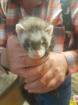 Frettchen Welpen 7 Wochen