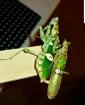 Creobroter gemmatus asiatische Blütenmantis Gottesanbeterin Mantis