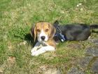 Beaglewelpe zu verkaufen