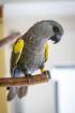 Papagei Rüppellpapagei Blausteißpapagei Poicephalus rüppelli geschl. beringt Herkunftsnachw.