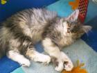 MaineCoon Kitten in red-creme und blue mit papiere