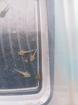 Axolotl babys zum reservieren