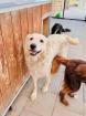 Gabrielle - lieb sozial aktiv - Retriever-Mischling