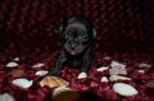 Typvolle reinrassige Chihuahua Welpen mit Ahentafel in lang und kurzhaar