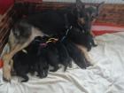 Deutsche Schäferhund welpen