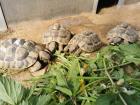 Testudo Hermanni Boettgeri Nachzuchten von 2014 und 2020 aus guter Freilandhaltung