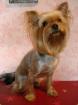 Yorkshire Terrier Mädchen 1 8 J.