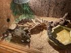 Königspython python regius