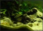 Schneckenbuntbarsch - Neolamprologus multifasciatus