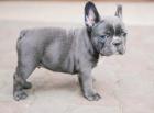Französische Bulldogge BLUE