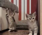 3 süße kitten mädels