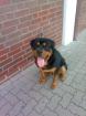 Rottweiler Rüde grade 1 jahr schön und kräftig