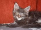 Maine Coon Kitten abzugeben