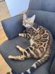 Reinrassige Bengal Mädchen