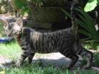 Männl. German Rex Kitten geb. 22. 03. 2022 black tabby
