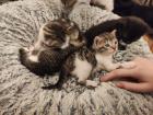 Kitten Kätzchen Babykatze Katzenbaby EKH