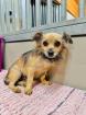 Seychelle - ruhig ängstlich - Chihuahua-Mischling