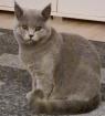Bkh schottische kitten