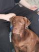 Süße Labrador Welpen zu verkaufen