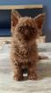 Selkirk Rex Kitten weiblich