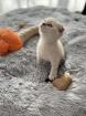 Scottish fold Kitten