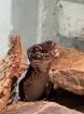 Leopardgecko Black Night w 4. 5 Jahre