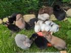 Zwergwidder Löwenwidder Zwergkaninchen