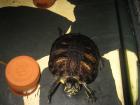 Gelbwangenschildkröte abzugeben