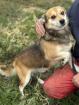 Pelle - Kleiner Pelle sucht neue Familie