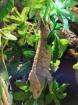 0. 2 Rhacodactylus Ciliatus Kronengecko 2x Weibchen