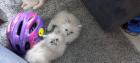 BKH Kitten ab 01. 07 2023