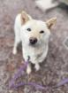 Mayumi - Shiba-Inu Mischling lieb verträglich
