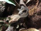Terrarium und Kronengecko mit komplettem Zubehör