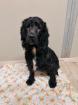 Kinzee - neugierig sozial - Cocker-Spaniel-Mischling