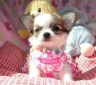 Typvolle Chihuahua Welpen mit Ahnentafel.