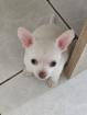 Chihuahua hundmädchen