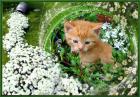 Kater Kätzchen rot Mischling