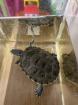 Suche neues Zuhause für einjährige Karib. Schmuckschildkröte