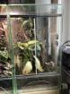 Phelsuma Quadriocellata