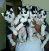 Wunderschöne Siberian Husky