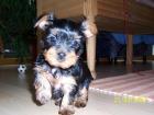 Reinrassige Yorkshire Terrier