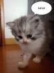 Perser Katze mit Nase