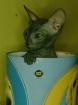 BESTDONSPHYNX