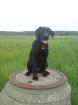 Labrador Rüde